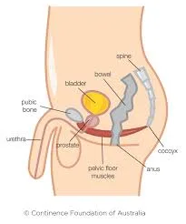 Male Pelvic Anatomy