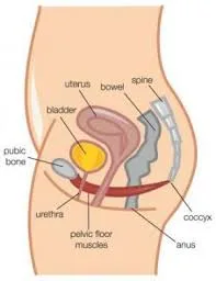 Female Pelvic Anatomy